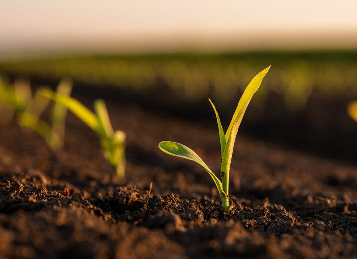 Agribusiness - Sprouting Seedling